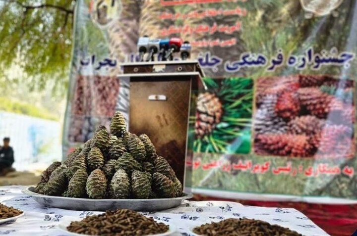 برگزاری نخستین جشنواره فرهنگی جلغوزه سیاه در استان کاپیسا افغانستان