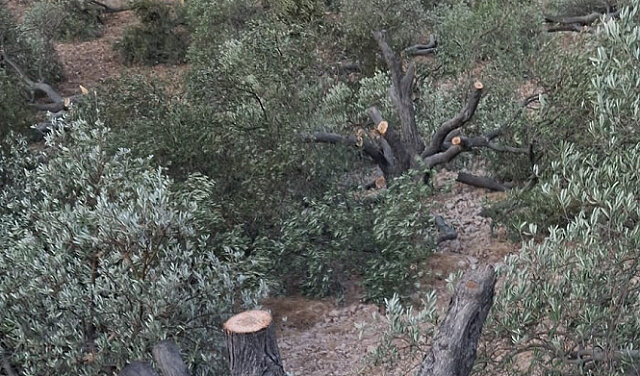 Israeli Settlers Destroy 300 Trees in West Bank Ahead of Harvest