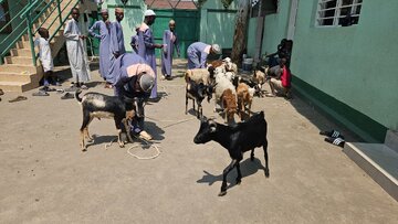 Shule ya Imam Zaynul Aabidin (a.s) Yatoa Msaada wa Mifugo kwa Waislamu wa Bujumbura - Burundi +Picha