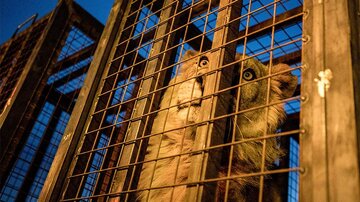 Первый меморандум о взаимопонимании подписали между зоопарками России и Ирака