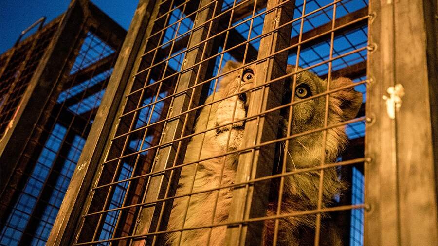 Первый меморандум о взаимопонимании подписали между зоопарками России и Ирака