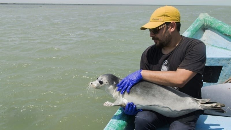 Peluncuran 3 Pusat Perlindungan Anjing Laut Kaspia di Iran Utara