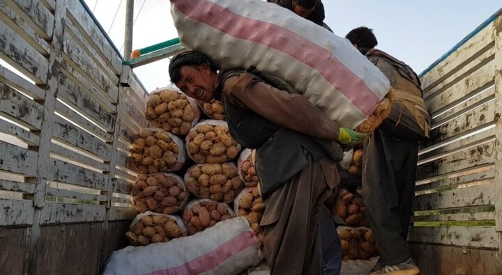 کشاورزان بامیان افغانستان از نبود سردخانه کافی در این استان شکایت دارند