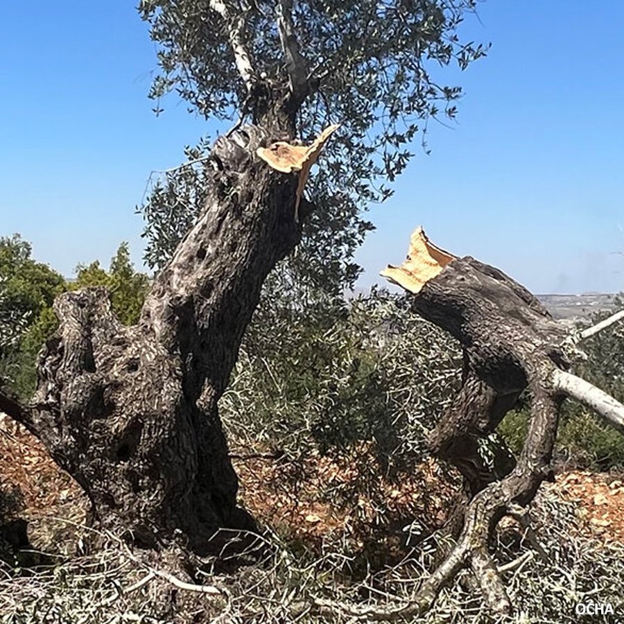 Extremist Jewish settlers destroy 150 Palestinian olive trees in Bardala