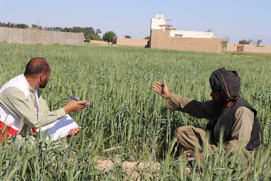 بهره‌مندی بیش از ۲ میلیون خانواده کشاورز افغانستانی از برنامه گندم سازمان ملل