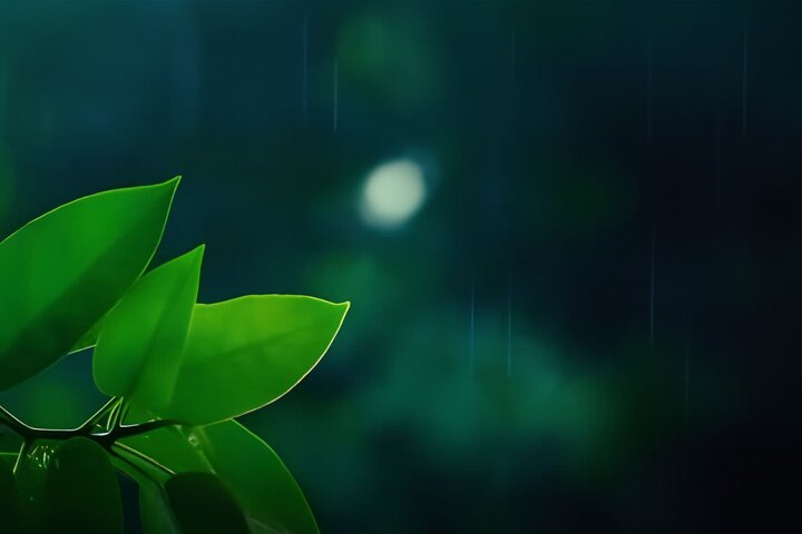 صاحب دلهای بی قرار