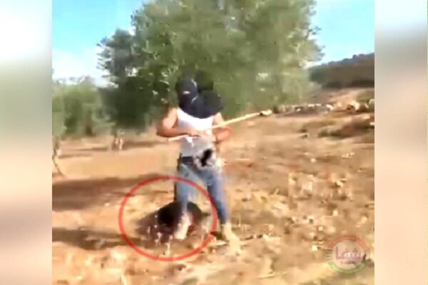 Yaşlı Fələstinli kəndliyə zeytun yığarkən yəhudilərin amansız hücum \ Video