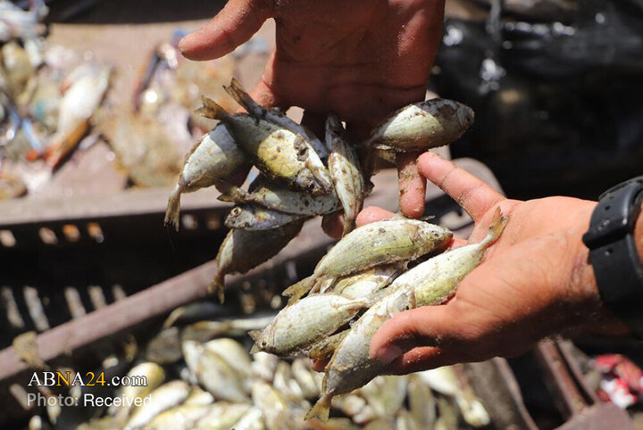 Informe fotográfico | Reactivación de los mercados de Gaza tras la implementación del alto el fuego