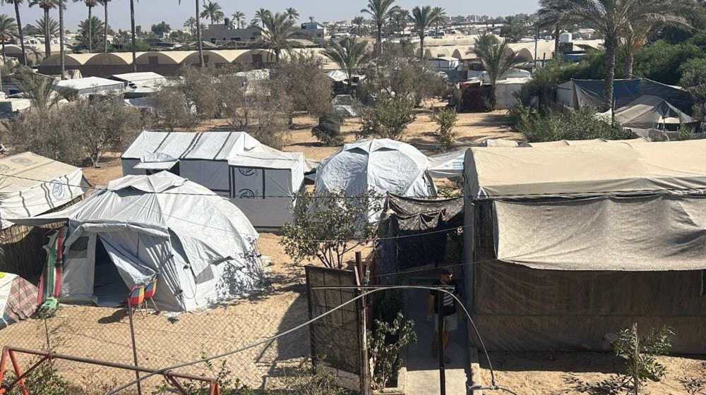 Gaza’s Olive Sector Devastated as Nearly One Million Trees Destroyed
