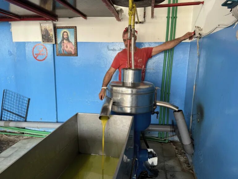 بازگشت زندگی به جنوب لبنان/ برداشت زیتون پس از دو سال آتش و خاکستر