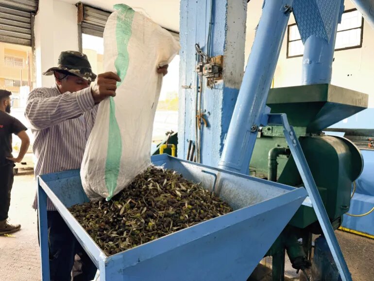 بازگشت زندگی به جنوب لبنان/ برداشت زیتون پس از دو سال آتش و خاکستر