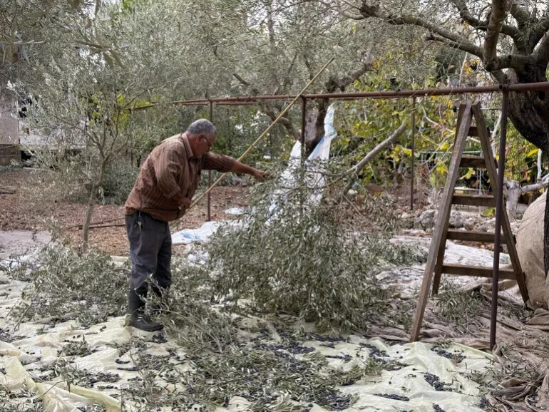 بازگشت زندگی به جنوب لبنان/ برداشت زیتون پس از دو سال آتش و خاکستر