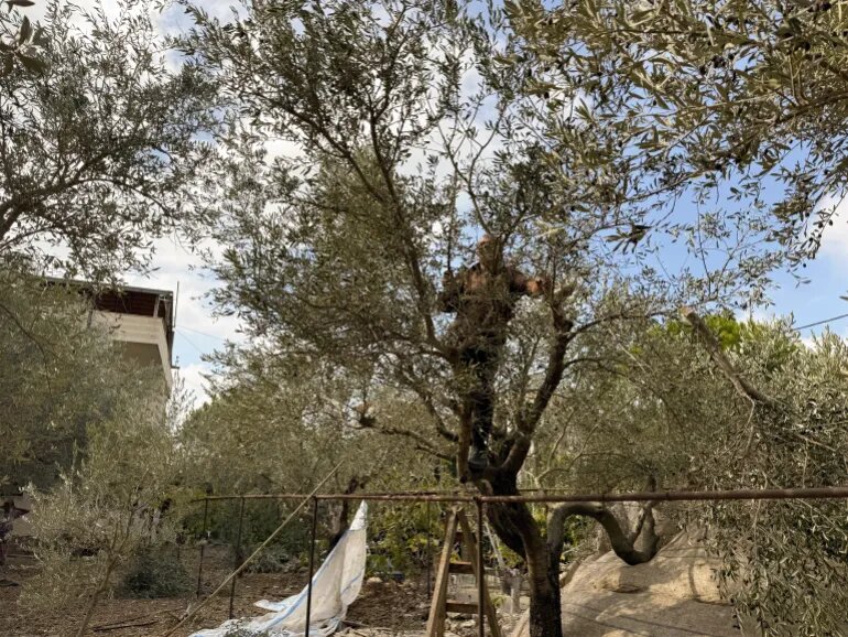 بازگشت زندگی به جنوب لبنان/ برداشت زیتون پس از دو سال آتش و خاکستر