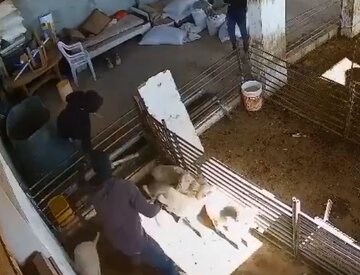 Video | Kekejaman Penduduk Haram Israel, Haiwan Ternak Disiksa Hingga Mati di Tebing Barat