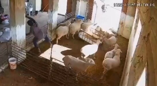 ویدیو | کشتار وحشیانه دام‌های فلسطینی‌ها توسط شهرک‌نشینان صهیونیست