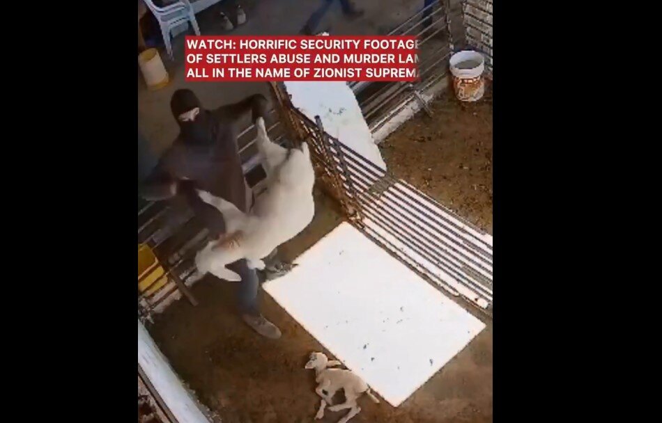 Vídeo | Masacre salvaje de ganado palestino por colonos sionistas