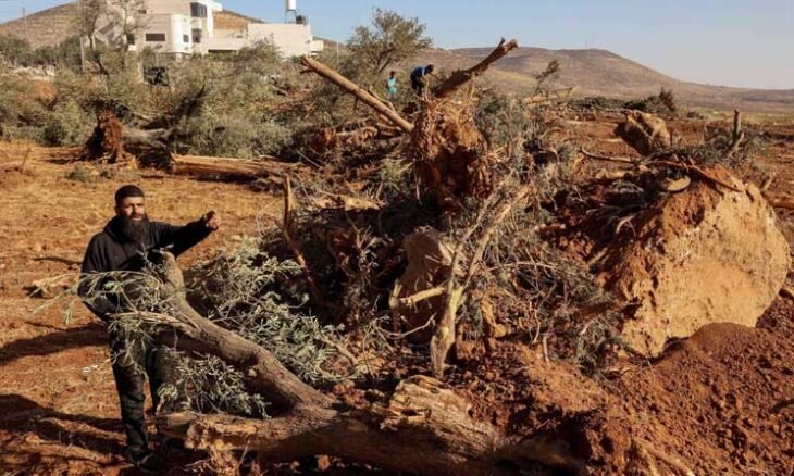 قرار عسكري للاحتلال باقتلاع أشجار 15 دونما في رام الله