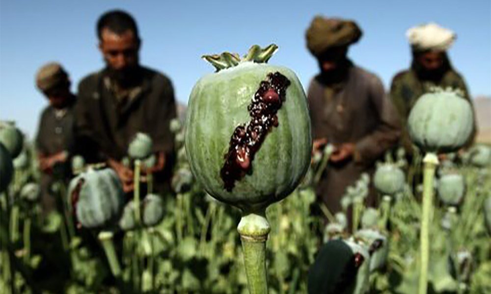 کاهش ۲۰ درصدی کشت خشخاش و افزایش تولید مواد مخدر صنعتی در افغانستان