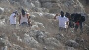 Criminal settlers attack Palestinians and torch vehicles in West Bank and Jerusalem