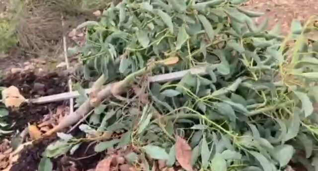 فیديو | مستوطنون يقطعون أشجار أفوكادو في خربة فراسين غرب بلدة يعبد قضاء جنين