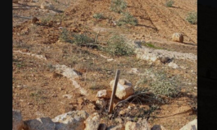 شهرک‌نشینان اسرائیلی ۸۵۰ درخت انگور و زیتون را در جنوب الخلیل نابود کردند