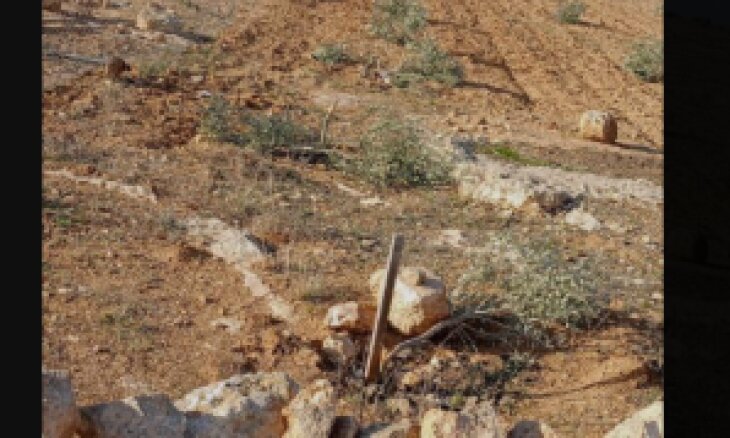 شهرک‌نشینان اسرائیلی ۸۵۰ درخت انگور و زیتون را در جنوب الخلیل نابود کردند