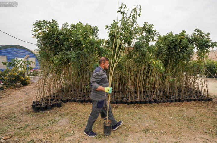 تقرير مصور/ إطلاق مشروع زراعة 15 ألف نبتة لتعزيز البيئة في مدينة النجف الأشرف