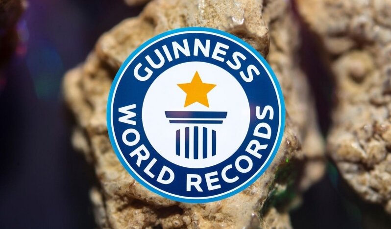 Guinness Dünya Rekorları İsrail’den Böbrek Bağışı Rekoru Başvurusunu Reddetti