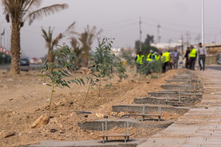 تقرير مصور/ حملة لتشجير طريق (يا حسين) بين النجف وكربلاء