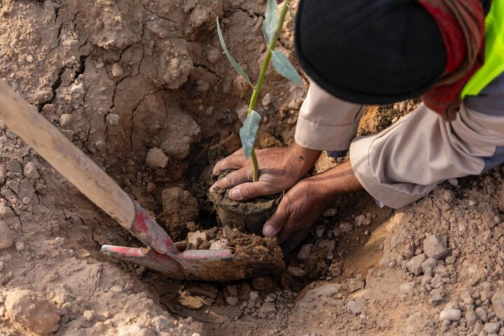 تقرير مصور/ حملة لتشجير طريق (يا حسين) بين النجف وكربلاء