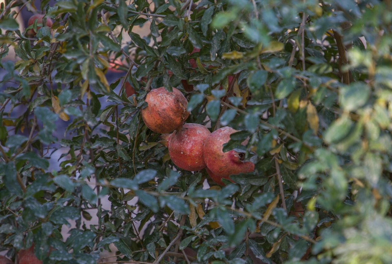 pomegranate