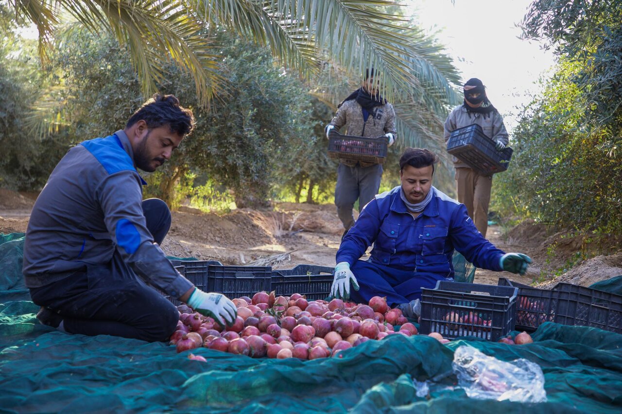 Al-Abbas Shrine begins pomegranate harvest in Southern Green Belt (+Photos)