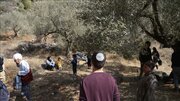 Israeli Authorities Uproot Over 1,600 Olive Trees in West Bank