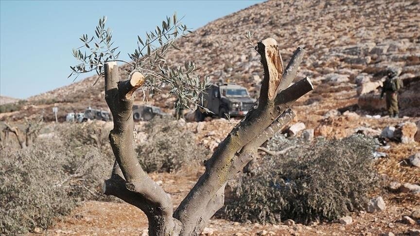 Extremist Jewish Settlers Destroy 40 Olive Trees in Mikhmas