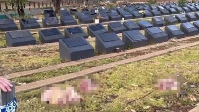 سڈنی میں مسلمانوں کے قبرستان کی بے حرمتی، سور کے کٹے ہوئے سر رکھ دیئے گئے