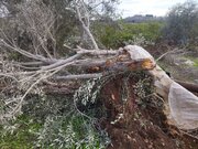 Over 3,400 Palestinian Trees Damaged by Israeli Attacks in West Bank