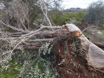 Over 3,400 Palestinian Trees Damaged by Israeli Attacks in West Bank