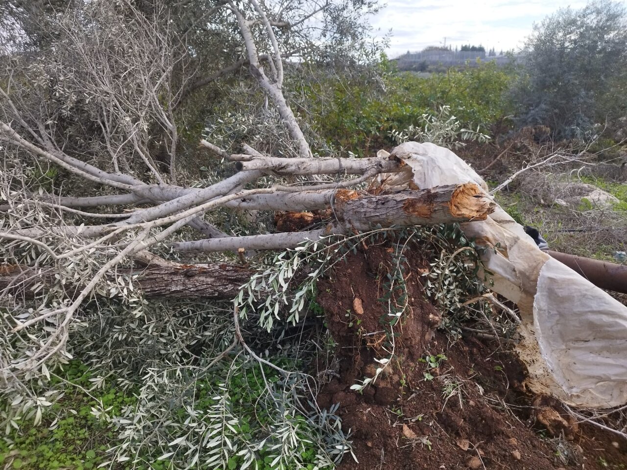 Over 3,400 Palestinian Trees Damaged by Israeli Attacks in West Bank