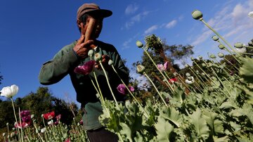 دفتر مبارزه با مواد مخدر سازمان ملل: میانمار دو برابر افغانستان تریاک تولید می‌کند