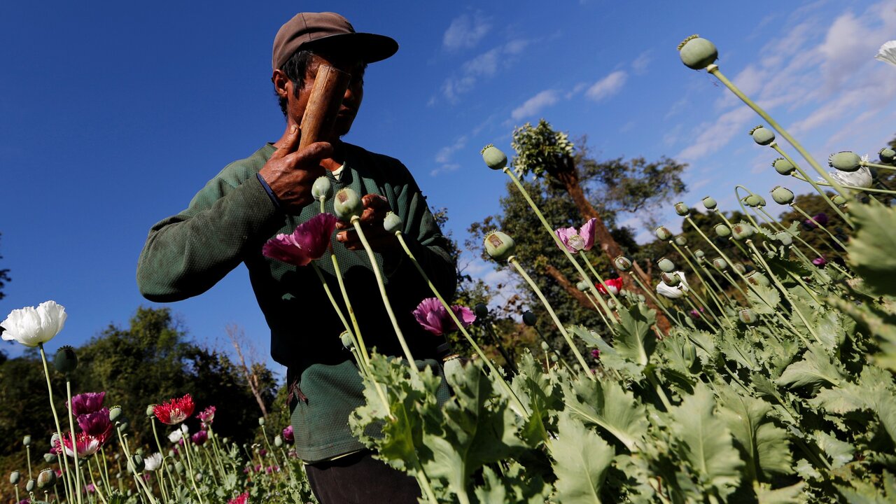 دفتر مبارزه با مواد مخدر سازمان ملل: میانمار دو برابر افغانستان تریاک تولید می‌کند
