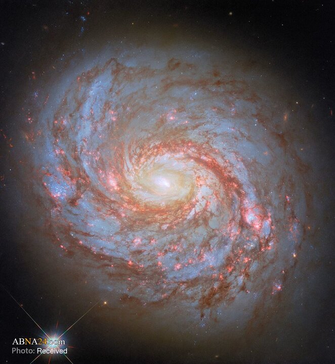 این تصویر هابل که با فیلترها و پردازش جدید تهیه شده، کهکشان مارپیچی Messier 77 یا «کهکشان اختاپوس» را نشان می‌دهد؛ واقع در ۴۵ میلیون سال نوری در صورت فلکی نهنگ. نام اخیر آن به ساختار رشته‌ای و کشیده شبیه بازوهای اختاپوس اشاره دارد.