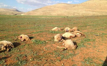 Jewish settlers kill five sheep in Kisan village