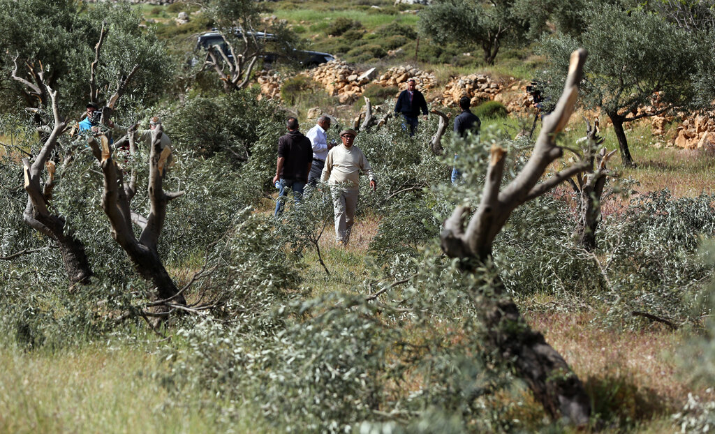 Israeli Forces and Settlers Destroy 8,000 Olive Trees in West Bank in a Week