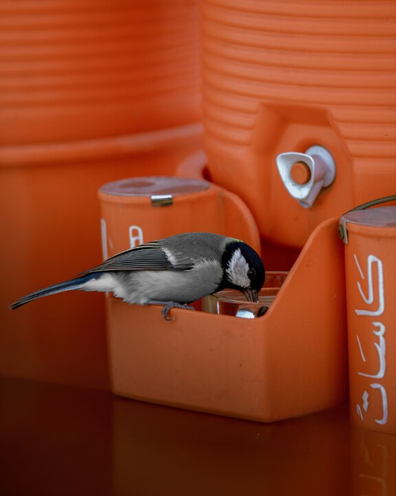 Saciarse de la generosidad de Abbas (la paz sea con él); un sorbo de tranquilidad junto a su santuario en Karbala