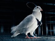 Urusi Yatengeneza Njiwa-Droni Wenye Chipu za Ubongo