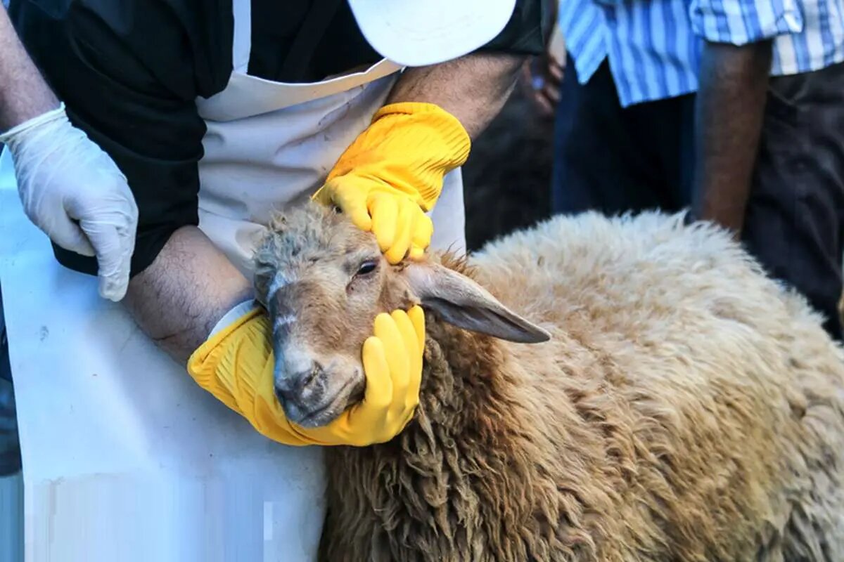 احکامی که قربانی کننده باید بداند