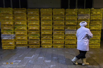 از ذبح اسلامی تا سفره مردم؛ زنجیره‌ای برای امنیت غذایی