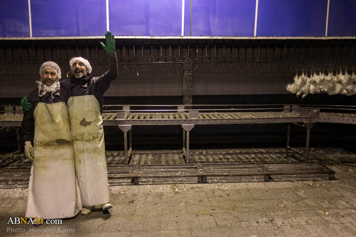 از ذبح اسلامی تا سفره مردم؛ زنجیره‌ای برای امنیت غذایی