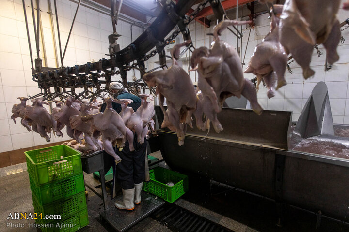 از ذبح اسلامی تا سفره مردم؛ زنجیره‌ای برای امنیت غذایی