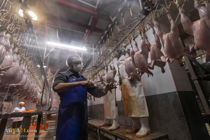 از ذبح اسلامی تا سفره مردم؛ زنجیره‌ای برای امنیت غذایی